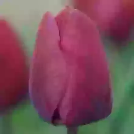 Negrita